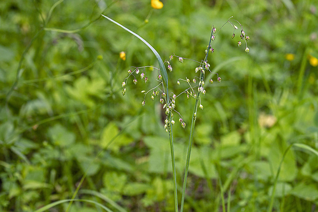 traslica prostredná Briza media L.