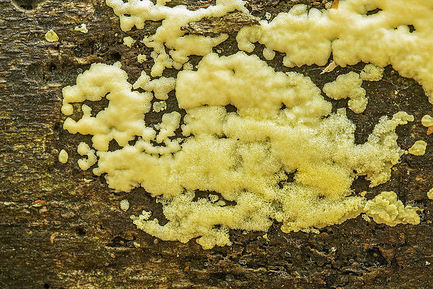 rohačka kríčkovitá v. pórovitá Ceratiomyxa fruticulosa var. porioides