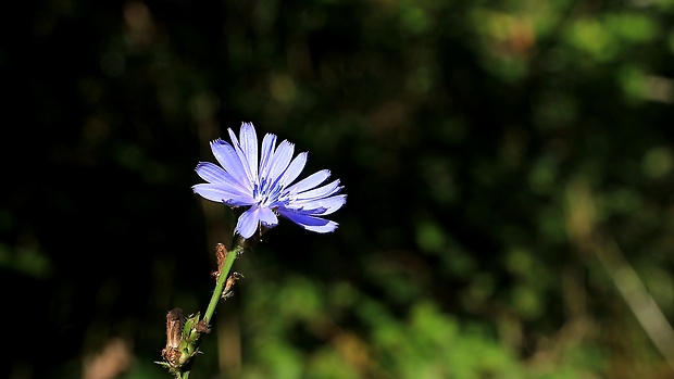 čakanka obyčajná Cichorium intybus L.