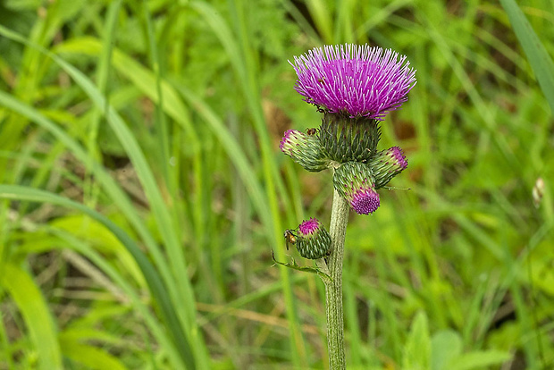 pichliač potočný Cirsium rivulare (Jacq.) All.