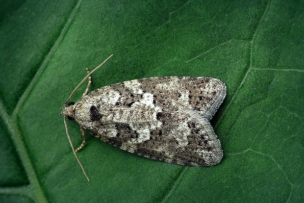 obaľovač obyčajný (sk) / obaleč (cz) Cnephasia communana (Herrich-Schäffer, 1851)