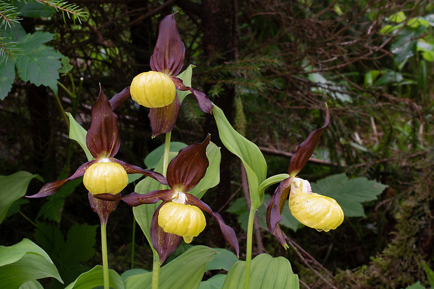 črievičník papučkový Cypripedium calceolus L.