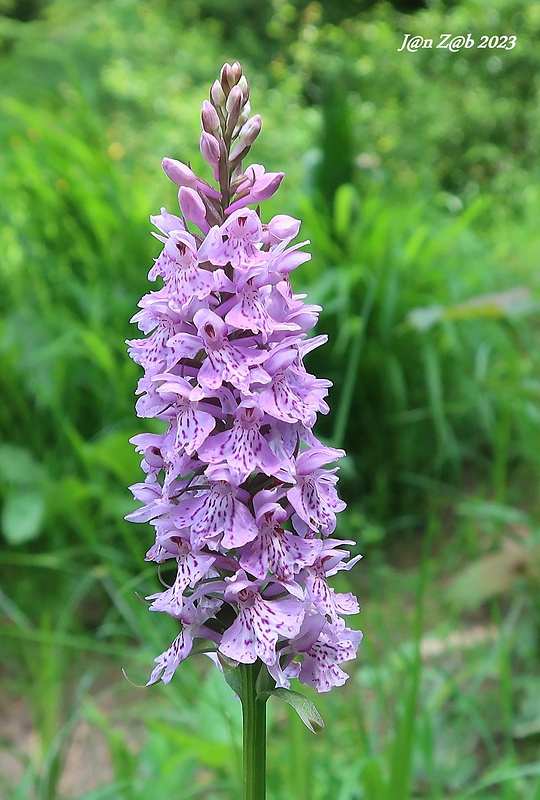 vstavačovec fuchsov pravý Dactylorhiza fuchsii subsp. fuchsii (Druce) Soó