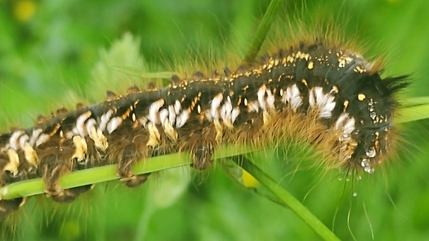 priadkovec trávový? Euthrix potatoria Linnaeus