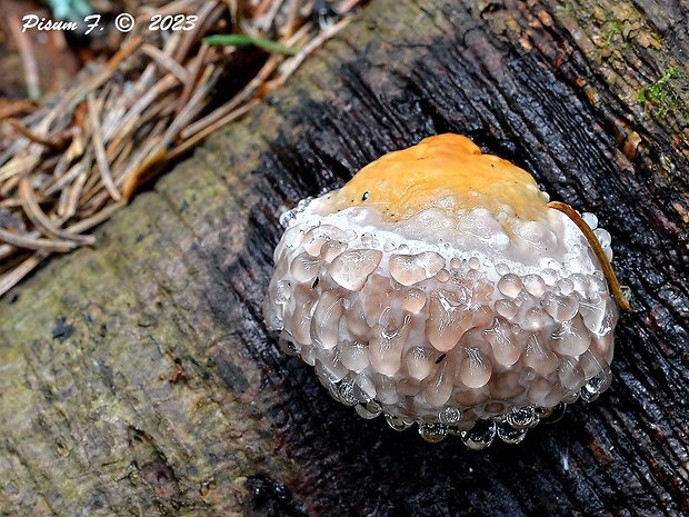 práchnovček pásikavý Fomitopsis pinicola (Sw.) P. Karst.