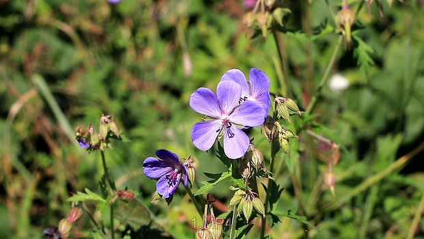 pakost lúčny Geranium pratense L.