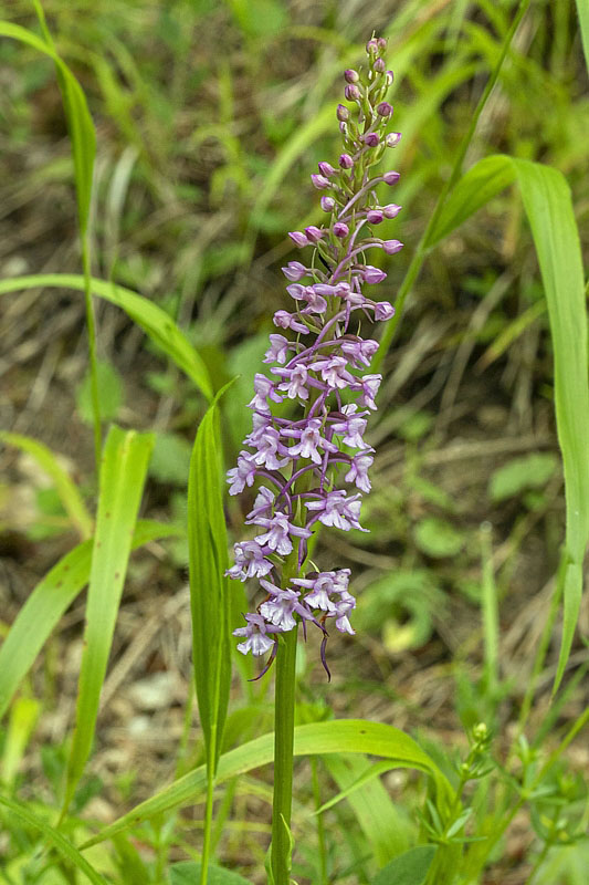 päťprstnica obyčajná Gymnadenia cf. conopsea (L.) R. Br.