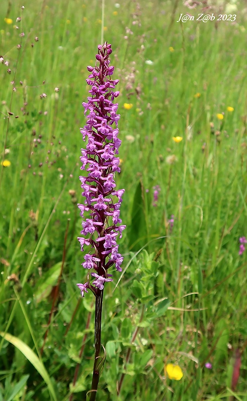 päťprstnica obyčajná Gymnadenia conopsea (L.) R. Br.