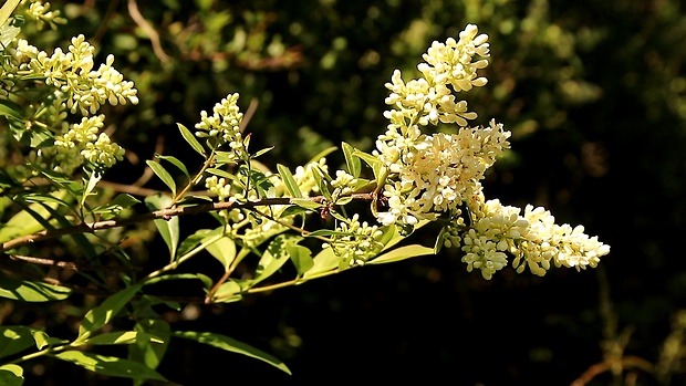 zob vtáčí Ligustrum vulgare L.