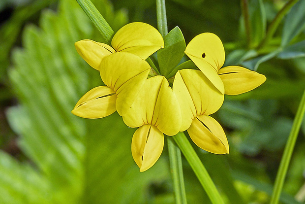 ľadenec rožkatý Lotus corniculatus L.