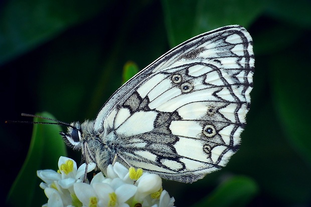 očkáň timotejkový (sk) / okáč bojínkový (cz) Melanargia galathea (Linnaeus, 1758)