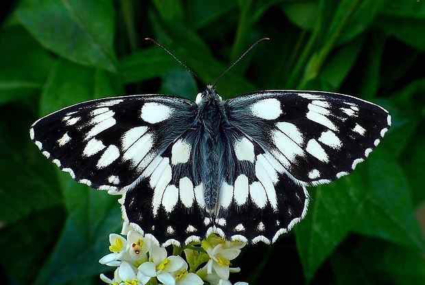 očkáň timotejkový (sk) / okáč bojínkový (cz) Melanargia galathea (Linnaeus, 1758)