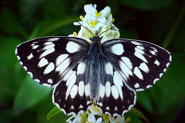 očkáň timotejkový (sk) / okáč bojínkový (cz) Melanargia galathea (Linnaeus, 1758)