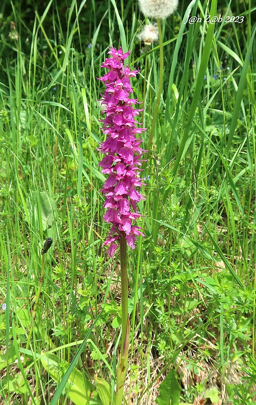 vstavač mužský poznačený Orchis mascula subsp. signifera (Vest) Soó