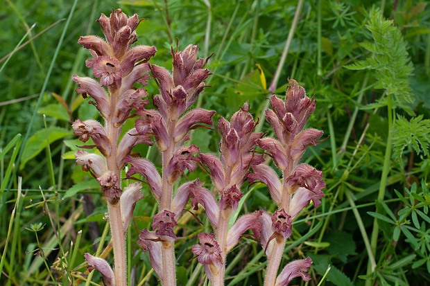 záraza obyčajná Orobanche caryophyllacea Sm.