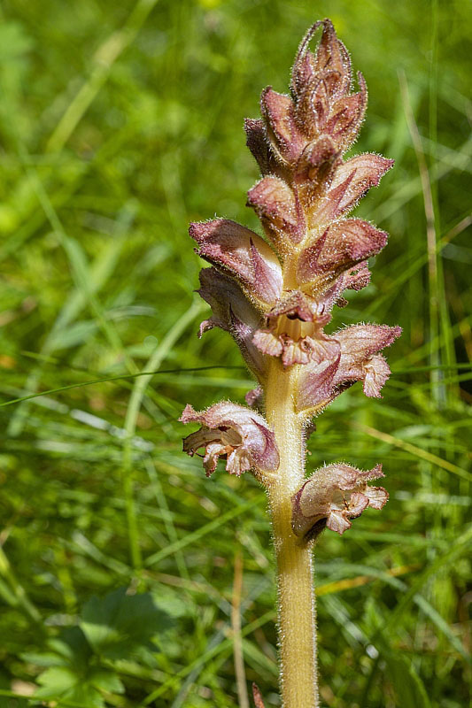 záraza obyčajná Orobanche caryophyllacea Sm.