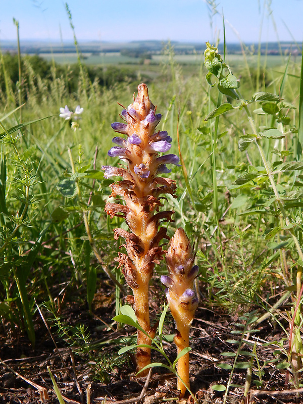 záraza modrastá Orobanche coerulescens Stephan ex Willd.