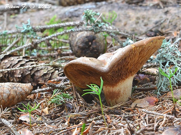 čechračka podvinutá Paxillus involutus (Batsch) Fr.