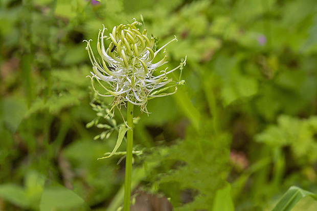 zerva klasnatá Phyteuma spicatum L.