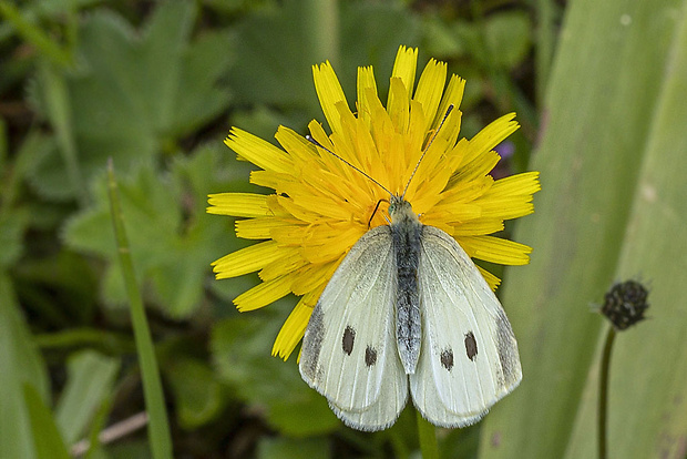 mlynárik repkový Pieris napi