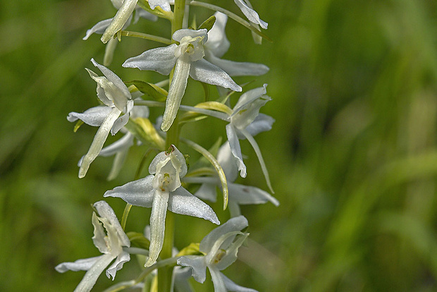 vemenník dvojlistý Platanthera bifolia (L.) Rich.