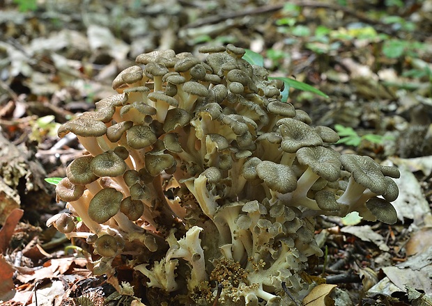 trúdnik klobúčkatý Polyporus umbellatus (Pers.) Fr.