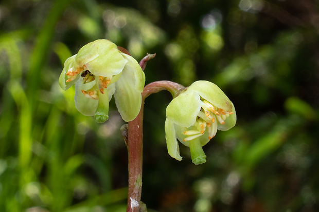 hruštička zelená Pyrola chlorantha Sw.