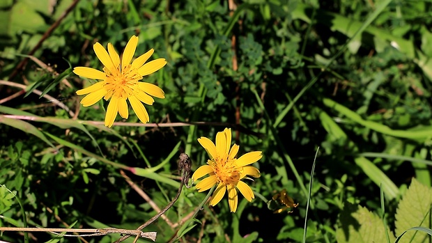 kozobrada lúčna Tragopogon pratensis L.