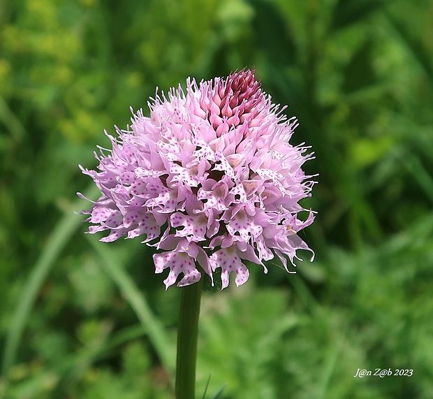 pavstavač hlavatý Traunsteinera globosa (L.) Reichenb.