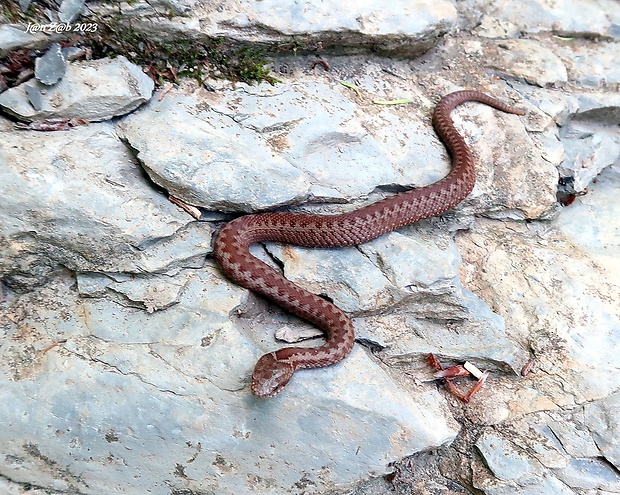 vretenica severná  Vipera berus