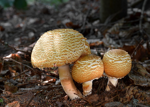 pečiarka obrovská Agaricus augustus Fr.