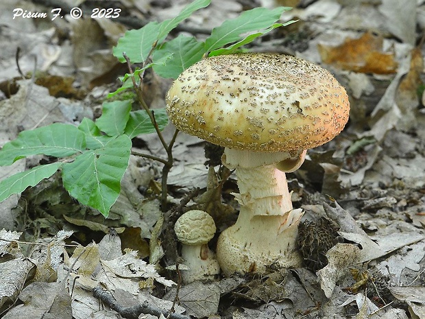 muchotrávka červenkastá Amanita rubescens Pers.