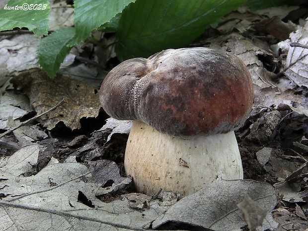 hríb bronzový Boletus aereus Bull. ex Fr.