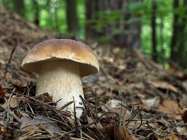 hríb smrekový Boletus edulis Bull.