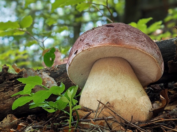 hríb sosnový Boletus pinophilus Pil. et Dermek in Pil.