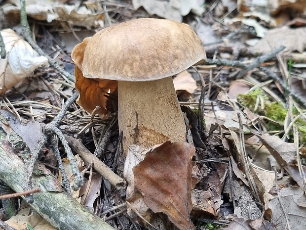 hríb dubový Boletus reticulatus Schaeff.