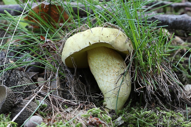 suchohríb plstnatý Boletus subtomentosus L.