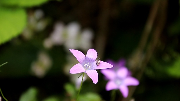 zvonček konáristý Campanula patula L.