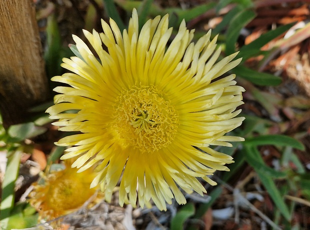 kosmatcovník jedlý Carpobrotus edulis (L.) N.E. Br.