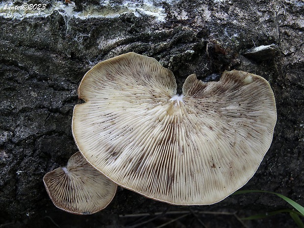 pahliva Crepidotus sp.