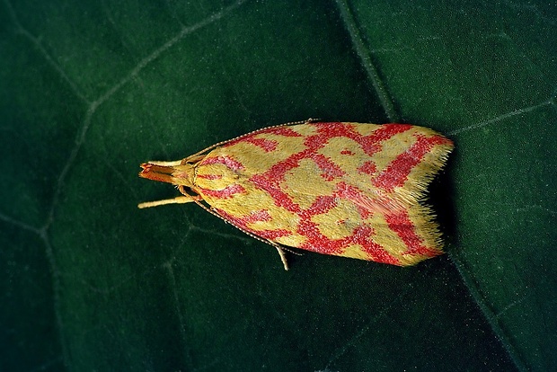 humusovka horčinková (sk) / krásněnka žlutočervená (cz) Hypercallia citrinalis (Scopoli, 1763)