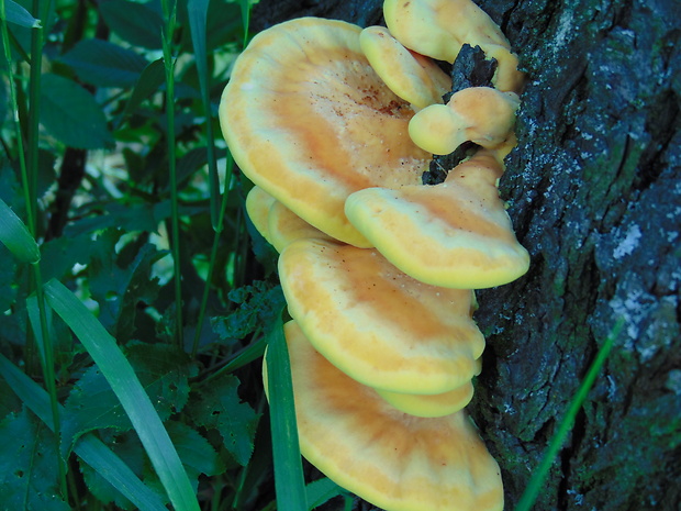 sírovec obyčajný Laetiporus sulphureus (Bull.) Murrill