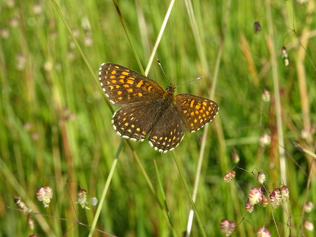 hnedáčik skorocelový Melitaea athalia