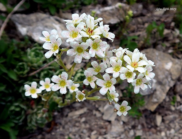 lomikameň metlinatý Saxifraga paniculata Mill.