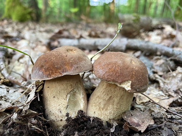 hríb dubový Boletus reticulatus Schaeff.