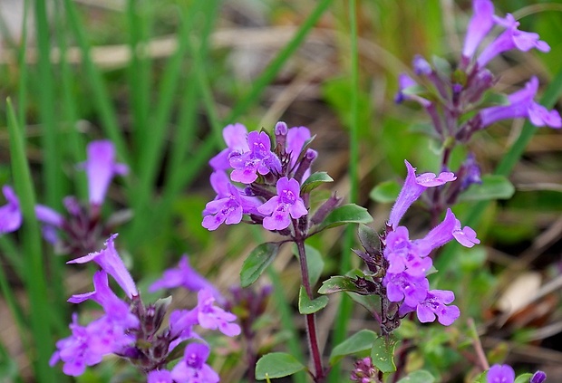 dušovka alpínska Acinos alpinus (L.) Moench