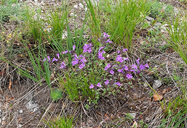 dušovka alpínska Acinos alpinus (L.) Moench