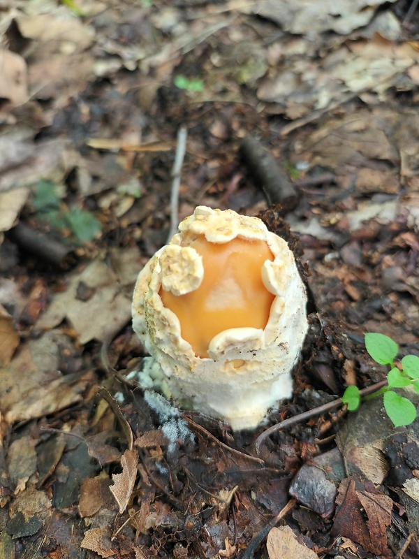 muchotrávka oranžová Amanita crocea (Quél.) Singer