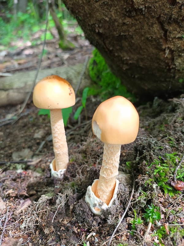 muchotrávka oranžová Amanita crocea (Quél.) Singer