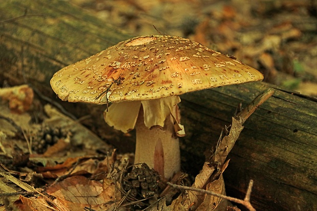 muchotrávka červenkastá Amanita rubescens Pers.